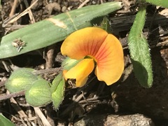 Zornia thymifolia