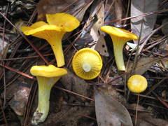 Cantharellus tenuithrix