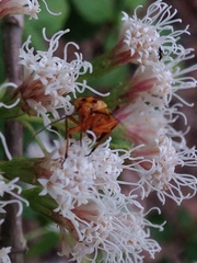 Calocoris barberi