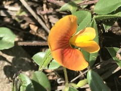 Zornia thymifolia