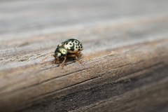 Calligrapha floridana