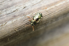 Calligrapha floridana