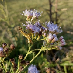 Paramantispa decorata