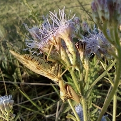 Paramantispa decorata