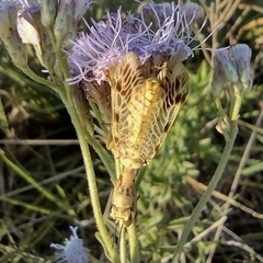 Paramantispa decorata