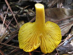Cantharellus tenuithrix