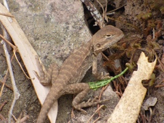 Ctenophorus modestus