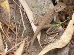 Ctenophorus modestus