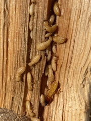 Zootermopsis nevadensis