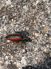 Pseudomeloe collegialis