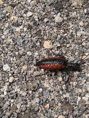 Pseudomeloe collegialis