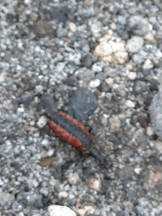 Pseudomeloe collegialis