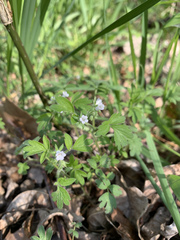 Phacelia ranunculacea