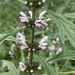 Siberian Mother-Wort - Photo (c) gra-moll, some rights reserved (CC BY-NC)