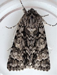 Acronicta impressa