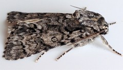 Acronicta impressa