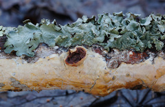 Scytinostroma artocreas