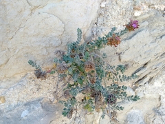 Teucrium hifacense