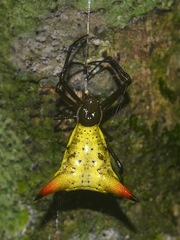 Micrathena crassispina