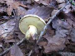 Neoboletus pseudosulphureus