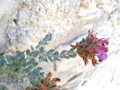 Teucrium hifacense