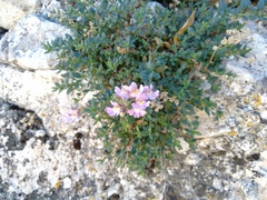 Chaenorhinum origanifolium crassifolium