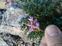 Chaenorhinum origanifolium crassifolium