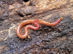 Strigamia bothriopus