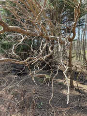 Salix babylonica tortuosa
