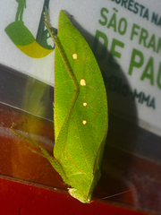 Phylloptera