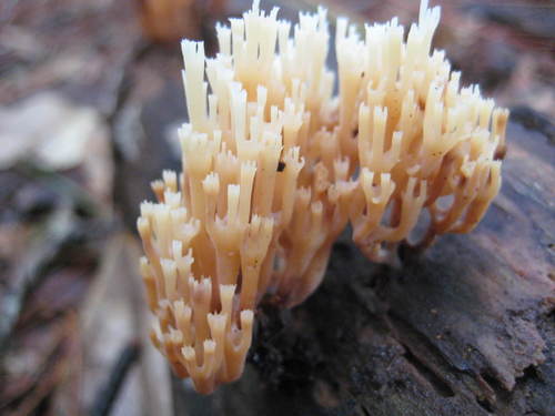 Auriscalpiaceae image