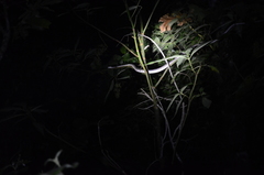 Pseudelaphe flavirufa