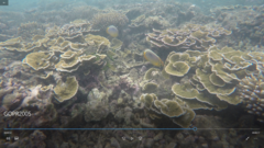 Chaetodon trifasciatus