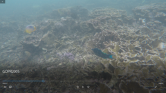 Chaetodon trifasciatus