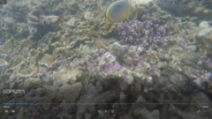 Chaetodon trifasciatus