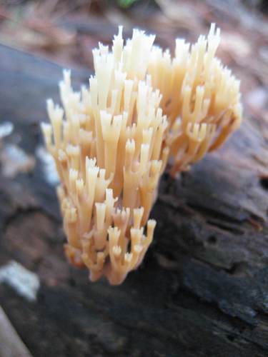 Auriscalpiaceae image