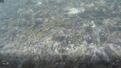 Chaetodon trifasciatus