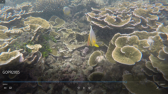 Chaetodon trifasciatus