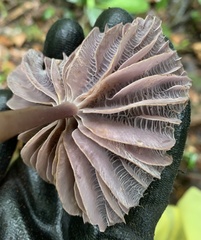 Mycena holoporphyra