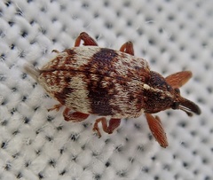 Anthonomus pedicularius