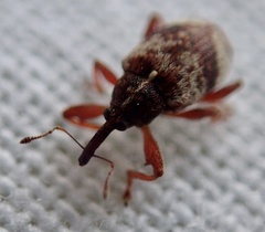 Anthonomus pedicularius