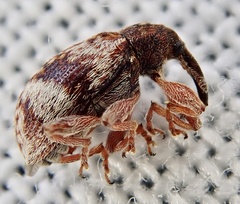 Anthonomus pedicularius