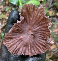 Mycena holoporphyra