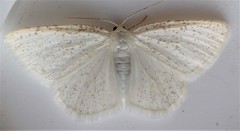 Protitame virginalis