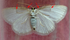 Protitame virginalis