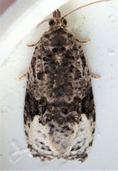Apotomis capreana