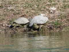 Trachemys scripta elegans