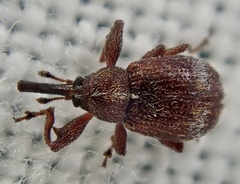 Anthonomus bituberculatus