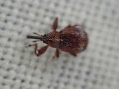 Anthonomus bituberculatus