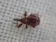 Anthonomus bituberculatus